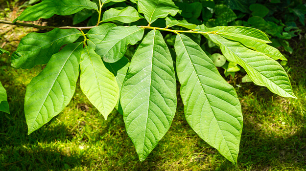 pro-mix-pawpaw-tree-growing-guide-02