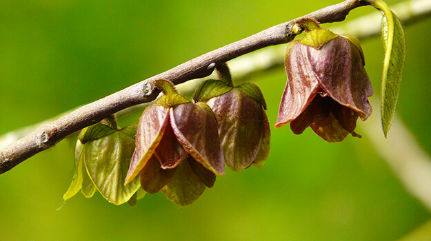 pro-mix-pawpaw-tree-growing-guide-04