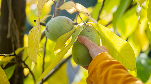pro-mix-pawpaw-tree-growing-guide-06