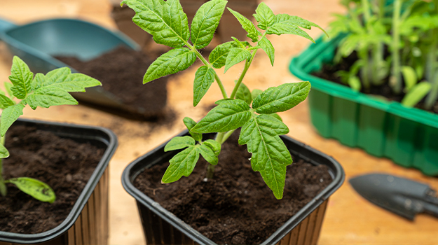 pro-mix-pricking-out-seedlings-02