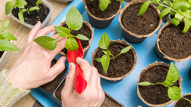 pro-mix-pricking-out-seedlings-04