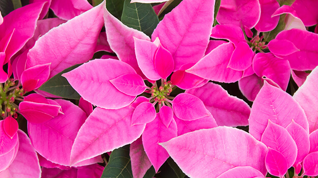 pro-mix-princettia-poinsettia-christmas-flowers-05