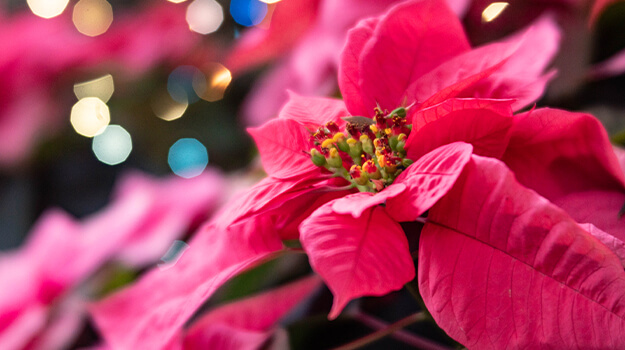 pro-mix-princettia-poinsettia-christmas-flowers-02