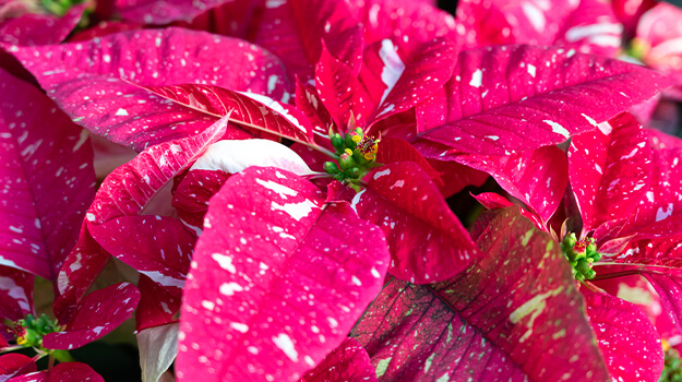 pro-mix-princettia-poinsettia-christmas-flowers-03