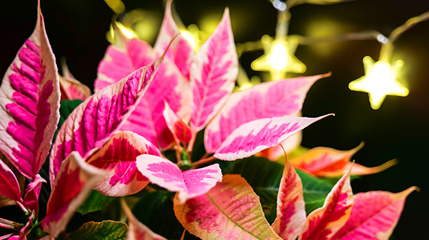 pro-mix-princettia-poinsettia-christmas-flowers-06