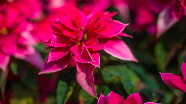 pro-mix-princettia-poinsettia-christmas-flowers-07