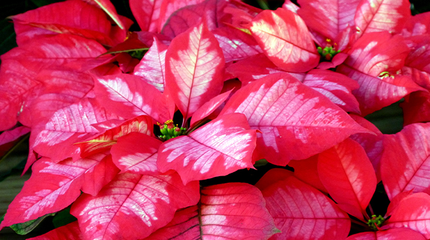 pro-mix-princettia-poinsettia-christmas-flowers-08