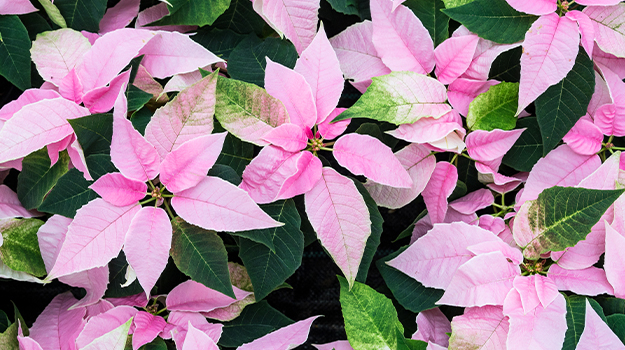 pro-mix-princettia-poinsettia-christmas-flowers-04