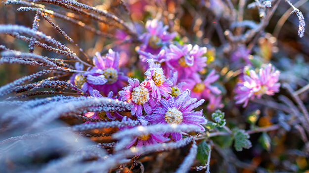 The seeds of perennial flowers like New England asters need the cold of winter to germinate.