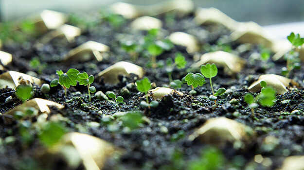 Strawberry seedlings whose seeds germinated after cold stratification.