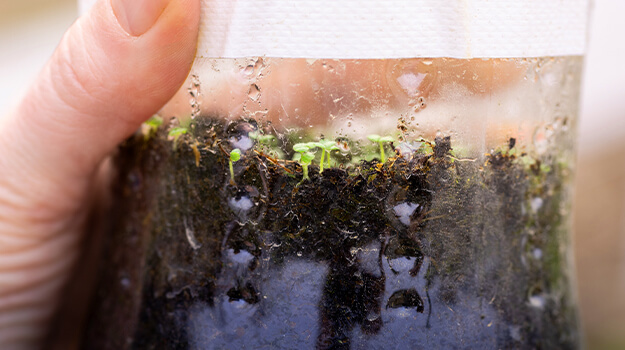 Germination of flower seeds by cold stratification in the refrigerator.