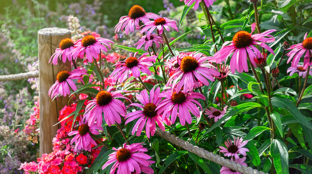 A magnificent perennial flower garden featuring echinaceas and phlox blooming in late summer.