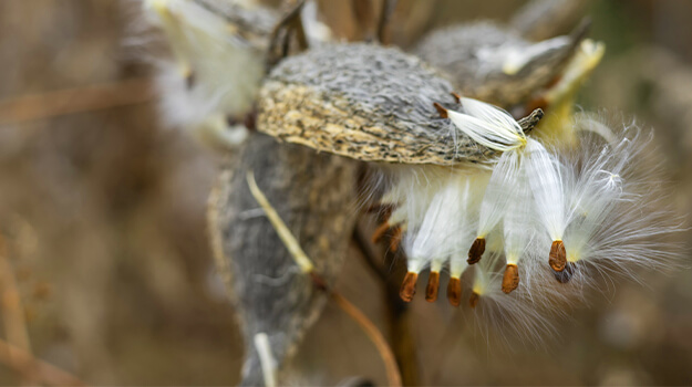 Milkweed seeds, a native plant essential to monarch butterflies in the autumn.