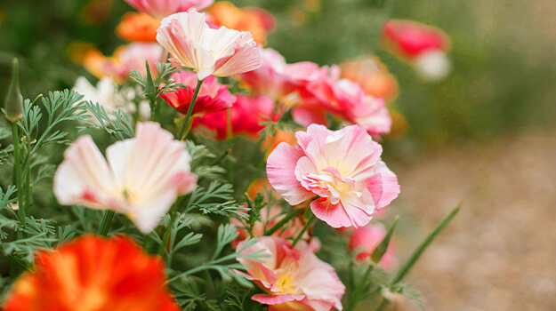 pro-mix-sow-flower-seeds-01
