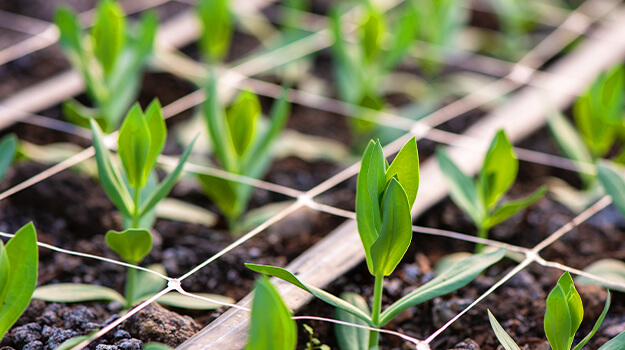 pro-mix-sow-flower-seeds-03