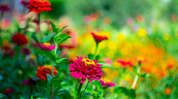 pro-mix-sow-flower-seeds-06