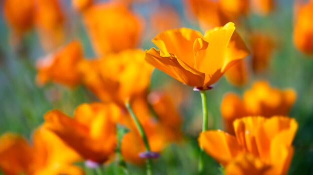 pro-mix-sow-flower-seeds-07