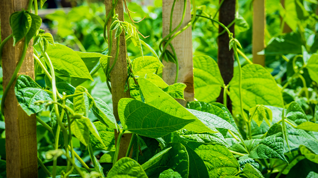pro-mix-what-to-plant-in-a-vertical-garden-01