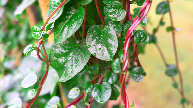pro-mix-what-to-plant-in-a-vertical-garden-08