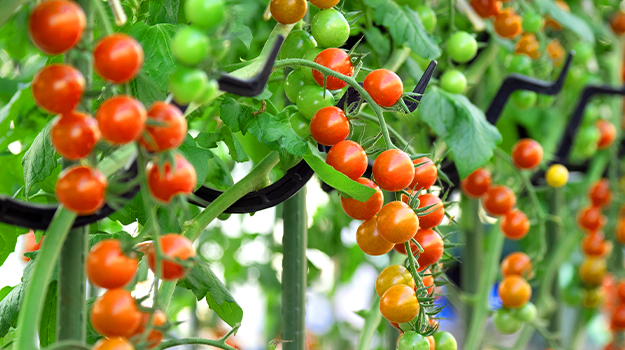 pro-mix-what-to-plant-in-a-vertical-garden-09