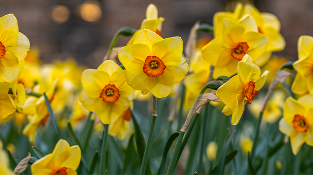 pro-mix-which-easter-plants-to-replant-in-the-garden-04