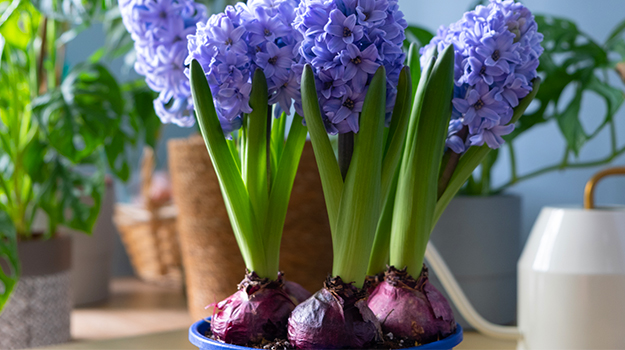 pro-mix-which-easter-plants-to-replant-in-the-garden-05