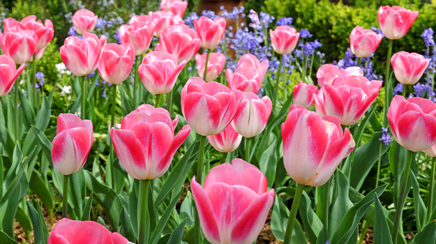 pro-mix-which-easter-plants-to-replant-in-the-garden-06