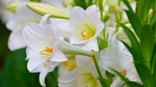 pro-mix-which-easter-plants-to-replant-in-the-garden-07