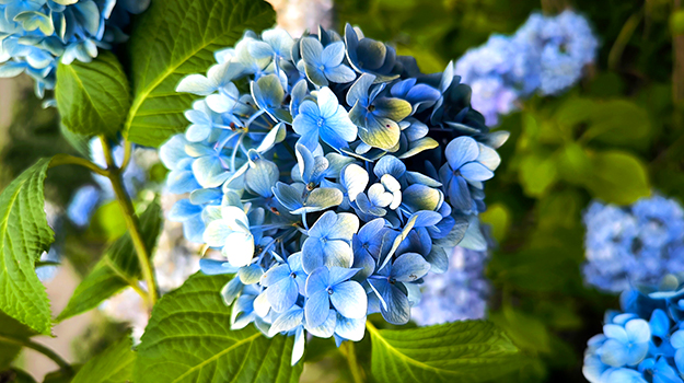 pro-mix-which-easter-plants-to-replant-in-the-garden-08