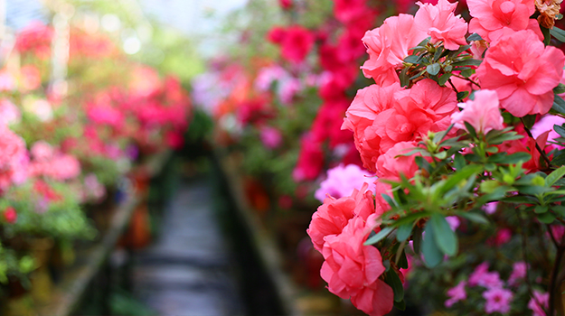 pro-mix-which-easter-plants-to-replant-in-the-garden-09