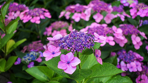 pro-mix-which-easter-plants-to-replant-in-the-garden-10