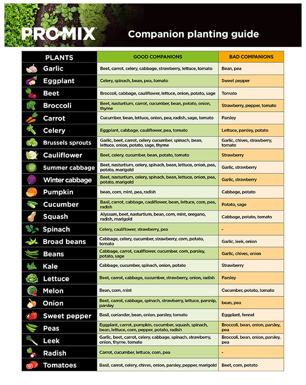 promix-12-trucs-pour-favoriser-le-rendement-du-potager-en-10