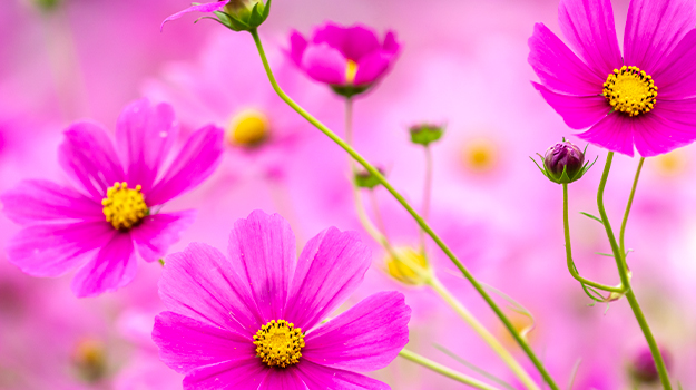 promix-Comment-photographier-les-fleurs-au-jardin