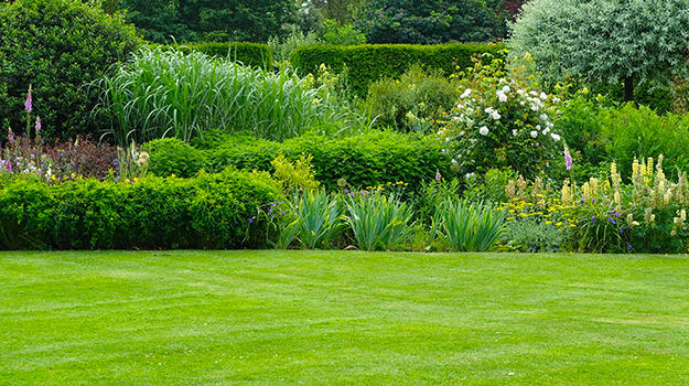 promix-Comment-photographier-les-fleurs-au-jardin