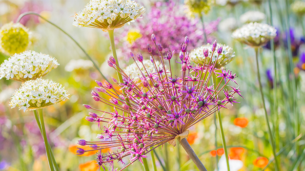 promix-Comment-photographier-les-fleurs-au-jardin