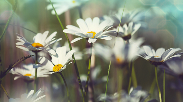 promix-Comment-photographier-les-fleurs-au-jardin