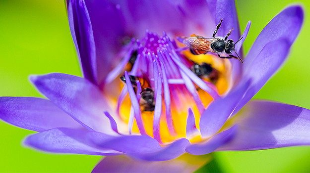 promix-Comment-photographier-les-fleurs-au-jardin