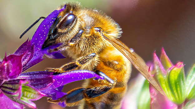 promix-Comment-photographier-les-fleurs-au-jardin