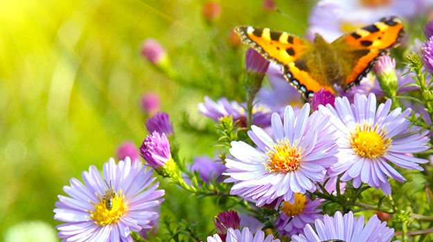 promix-Comment-photographier-les-fleurs-au-jardin