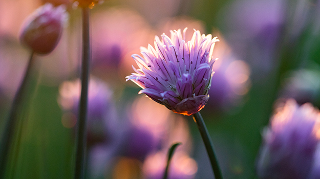 promix-Comment-photographier-les-fleurs-au-jardin