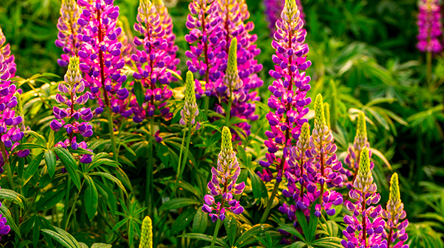 promix-Comment-photographier-les-fleurs-au-jardin