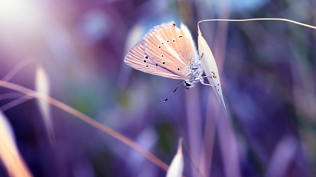 promix-Comment-photographier-les-fleurs-au-jardin
