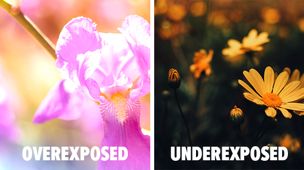 promix-Comment-photographier-les-fleurs-au-jardin