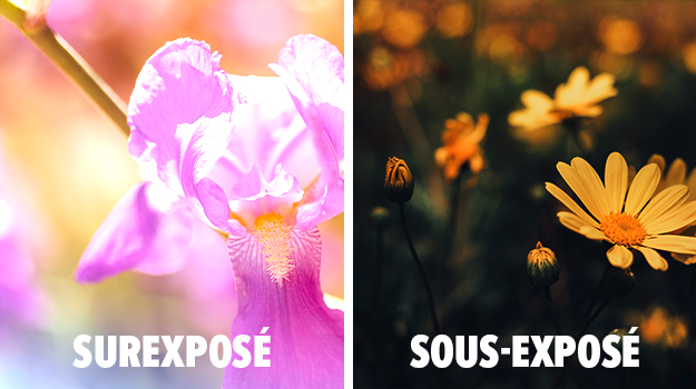 promix-Comment-photographier-les-fleurs-au-jardin