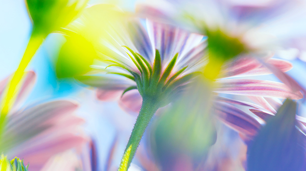 promix-Comment-photographier-les-fleurs-au-jardin