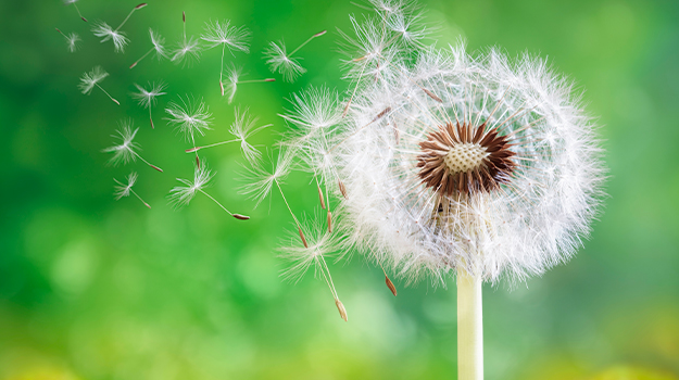 promix-Comment-photographier-les-fleurs-au-jardin
