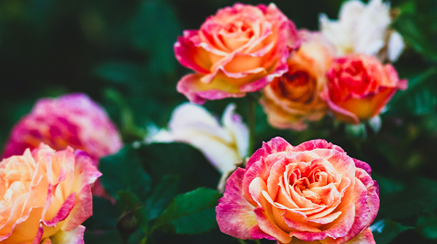 How-to-propagate-roses-from-cuttings