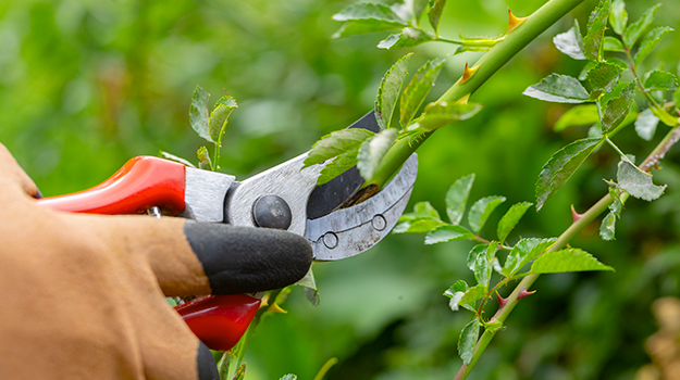 How-to-propagate-roses-from-cuttings