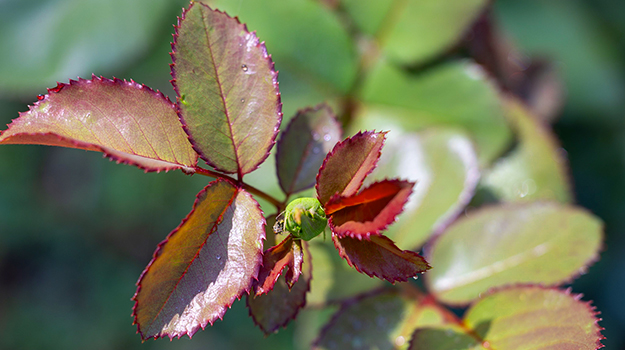 How-to-propagate-roses-from-cuttings