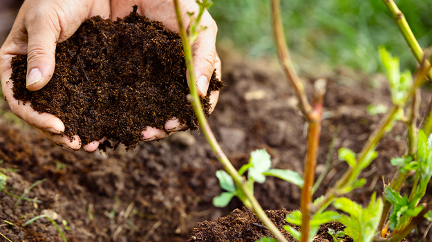 How-to-propagate-roses-from-cuttings